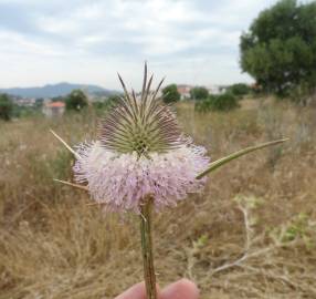 Fotografia da espécie Dipsacus comosus