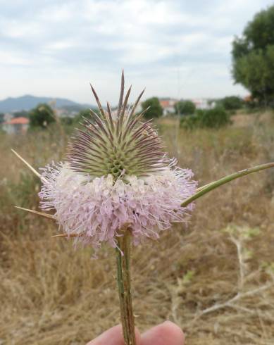 Fotografia de capa Dipsacus comosus - do Jardim Botânico