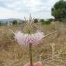 Fotografia 1 da espécie Dipsacus comosus do Jardim Botânico UTAD