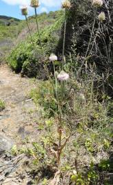 Fotografia da espécie Dipsacus comosus