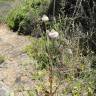 Fotografia 6 da espécie Dipsacus comosus do Jardim Botânico UTAD