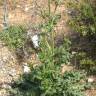 Fotografia 7 da espécie Dipsacus comosus do Jardim Botânico UTAD