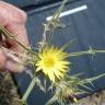 Fotografia 5 da espécie Carlina racemosa do Jardim Botânico UTAD