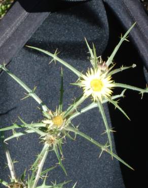 Fotografia 1 da espécie Carlina racemosa no Jardim Botânico UTAD