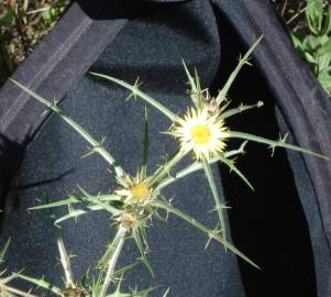 Fotografia da espécie Carlina racemosa