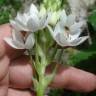 Fotografia 5 da espécie Ornithogalum thyrsoides do Jardim Botânico UTAD