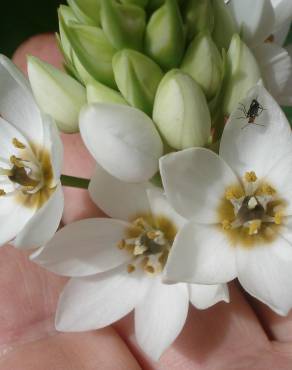 Fotografia 6 da espécie Ornithogalum thyrsoides no Jardim Botânico UTAD