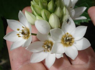 Fotografia da espécie Ornithogalum thyrsoides