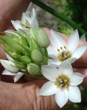 Fotografia 8 da espécie Ornithogalum thyrsoides no Jardim Botânico UTAD