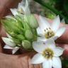 Fotografia 8 da espécie Ornithogalum thyrsoides do Jardim Botânico UTAD