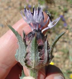 Fotografia da espécie Carduncellus caeruleus