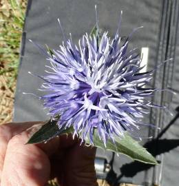 Fotografia da espécie Carduncellus caeruleus