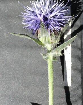 Fotografia 5 da espécie Carduncellus caeruleus no Jardim Botânico UTAD