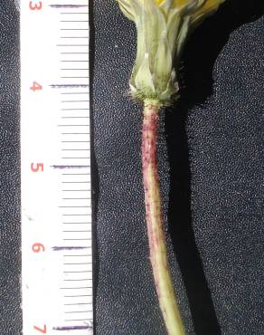 Fotografia 5 da espécie Aetheorhiza bulbosa subesp. bulbosa no Jardim Botânico UTAD
