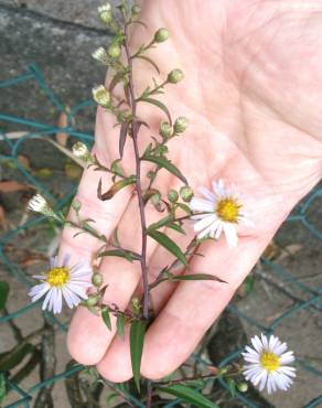 Fotografia 6 da espécie Symphyotrichum novi-belgii no Jardim Botânico UTAD