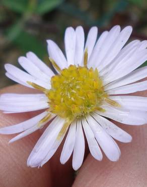 Fotografia 10 da espécie Symphyotrichum novi-belgii no Jardim Botânico UTAD