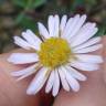 Fotografia 10 da espécie Symphyotrichum novi-belgii do Jardim Botânico UTAD