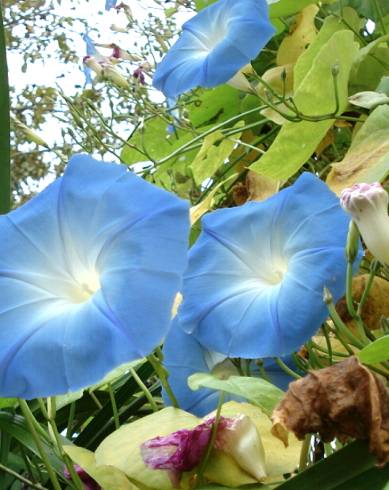 Fotografia de capa Ipomoea indica - do Jardim Botânico