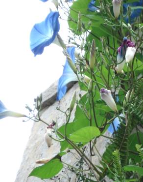 Fotografia 3 da espécie Ipomoea indica no Jardim Botânico UTAD