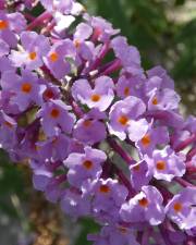 Fotografia da espécie Buddleja davidii