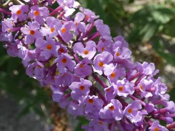 Fotografia da espécie Buddleja davidii