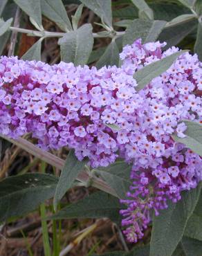 Fotografia 4 da espécie Buddleja davidii no Jardim Botânico UTAD