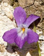 Fotografia da espécie Viola suavis