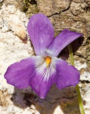 Fotografia 1 da espécie Viola suavis no Jardim Botânico UTAD