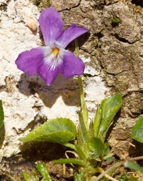 Fotografia 2 da espécie Viola suavis no Jardim Botânico UTAD