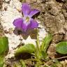 Fotografia 2 da espécie Viola suavis do Jardim Botânico UTAD