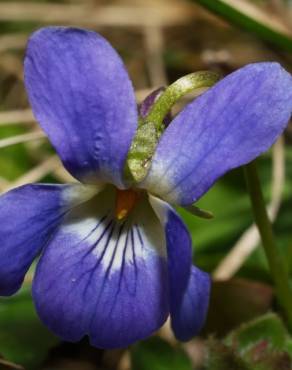 Fotografia 3 da espécie Viola suavis no Jardim Botânico UTAD