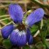Fotografia 3 da espécie Viola suavis do Jardim Botânico UTAD