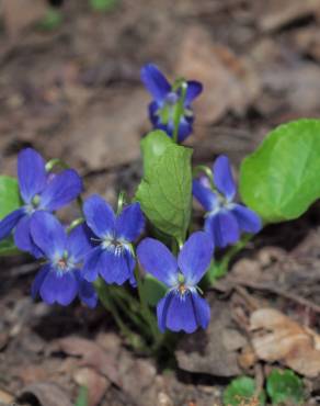 Fotografia 4 da espécie Viola suavis no Jardim Botânico UTAD