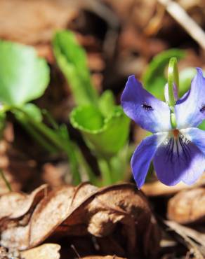 Fotografia 5 da espécie Viola suavis no Jardim Botânico UTAD