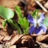 Fotografia 5 da espécie Viola suavis do Jardim Botânico UTAD