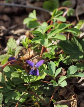 Fotografia 6 da espécie Viola suavis no Jardim Botânico UTAD