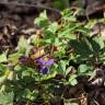 Fotografia 6 da espécie Viola suavis do Jardim Botânico UTAD