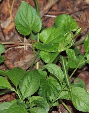 Fotografia 7 da espécie Viola suavis no Jardim Botânico UTAD