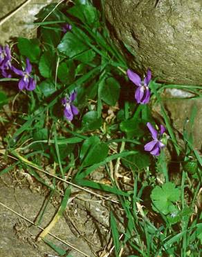 Fotografia 8 da espécie Viola suavis no Jardim Botânico UTAD