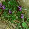 Fotografia 8 da espécie Viola suavis do Jardim Botânico UTAD