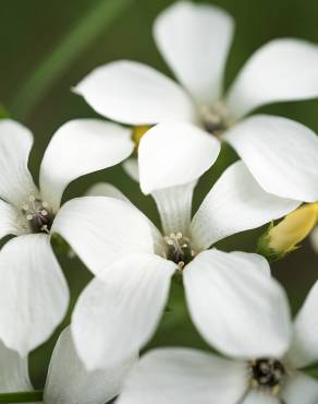 Fotografia 10 da espécie Linum suffruticosum no Jardim Botânico UTAD