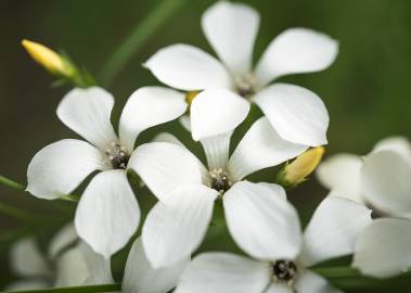 Fotografia da espécie Linum suffruticosum