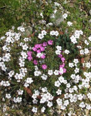 Fotografia 11 da espécie Linum suffruticosum no Jardim Botânico UTAD