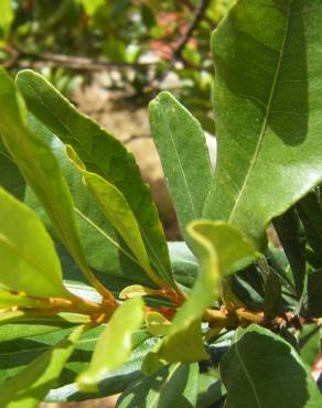 Fotografia 3 da espécie Myrica faya no Jardim Botânico UTAD