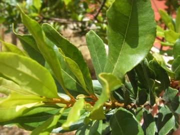 Fotografia da espécie Myrica faya