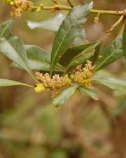 Fotografia da espécie Myrica faya