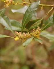 Myrica faya