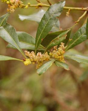 Fotografia 1 da espécie Myrica faya no Jardim Botânico UTAD