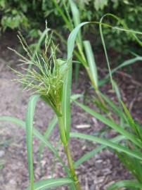 Fotografia da espécie Panicum dichotomiflorum