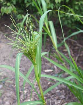 Fotografia 1 da espécie Panicum dichotomiflorum no Jardim Botânico UTAD